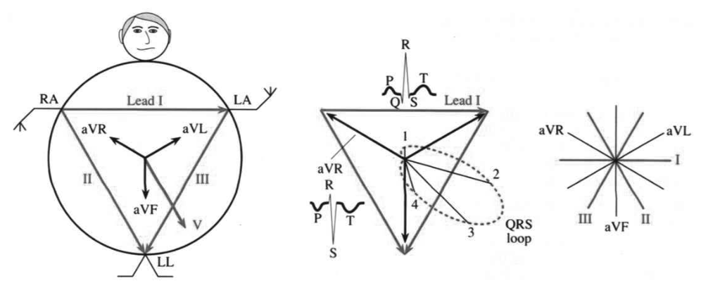 The heart vector traces the QRS loop; projections become spikes on the ECG